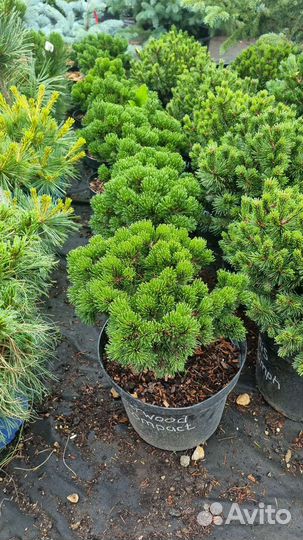 Сосна Шервуд Компакта