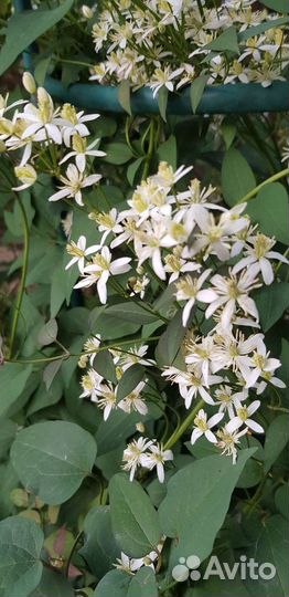 Саженцы клематиса