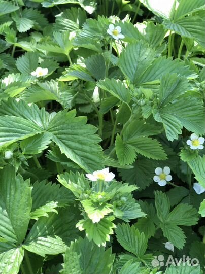 Рассада клубники, комнатные растения