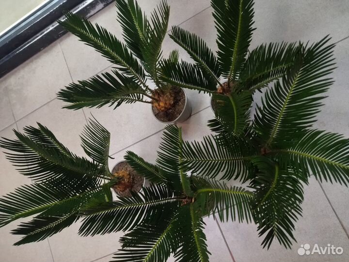 Пальма цикас