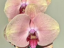 Орхидея фаленопсис Midsummer