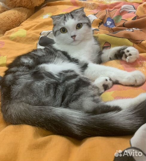 Кошка вислоухая