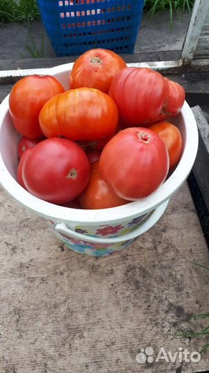 Помидоры