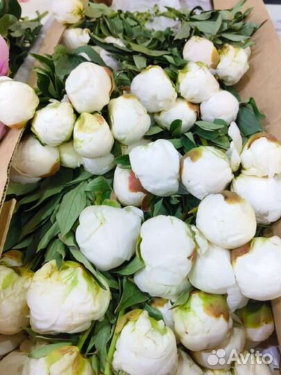 Пионы голландия