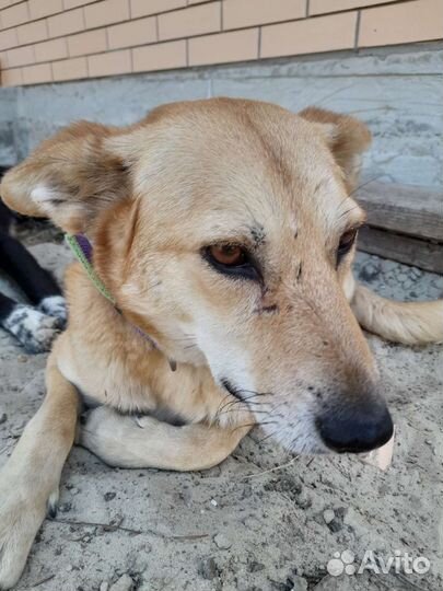 Собаки бесплатно