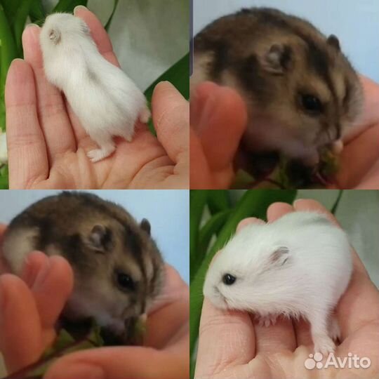 Хомячки разных окрасов