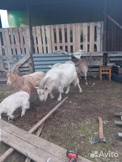 Казел козы овцы и козлята