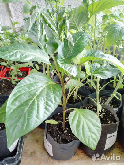 Рассада овощей