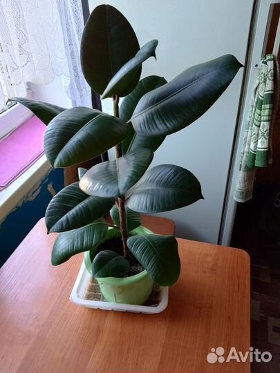 Спатифиллум, фикус