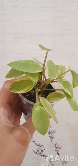 Пеперомия орби пикси, оттона