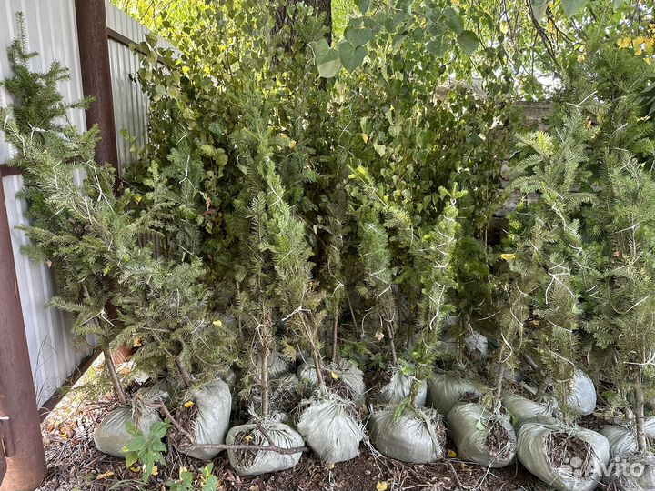 Лиственные и хвойные саженцы 1,5