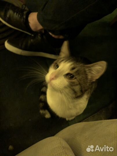 Котик мальчик ищет дом