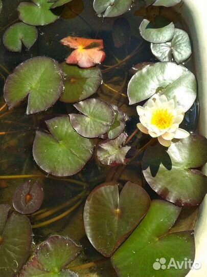 Нимфея белая (лилия, кувшинка) для пруда