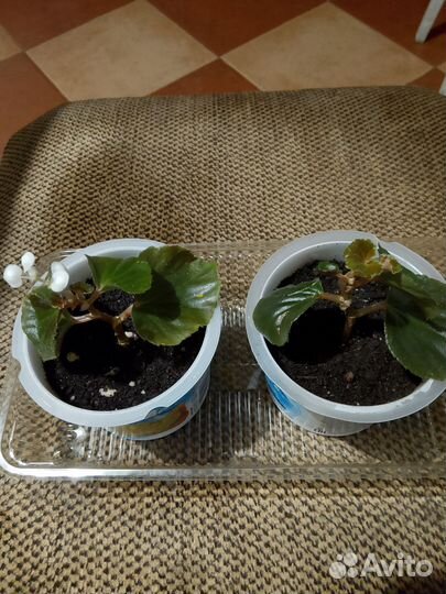 Бегония красная простая и белая махров.вечноцвет