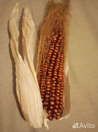 Кукуруза попкорн семена