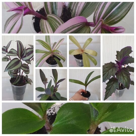 Комнатные цветы (традесканция, гинура, ледебурия)