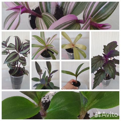 Комнатные цветы (традесканция, гинура, ледебурия)