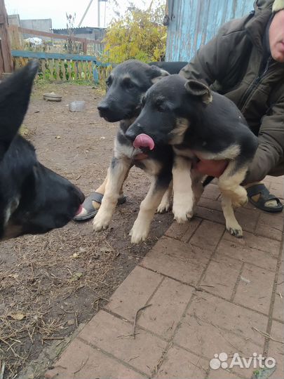 Восточноевропейская овчарка