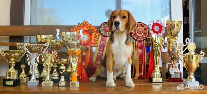 Бигль. Вязка