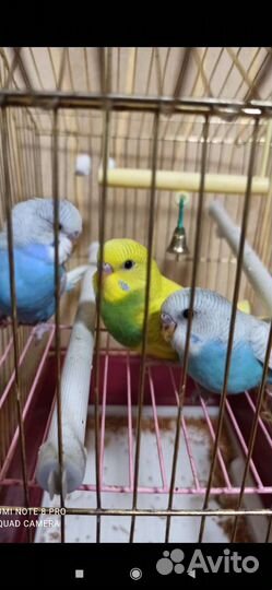 Попугайчики волнистые