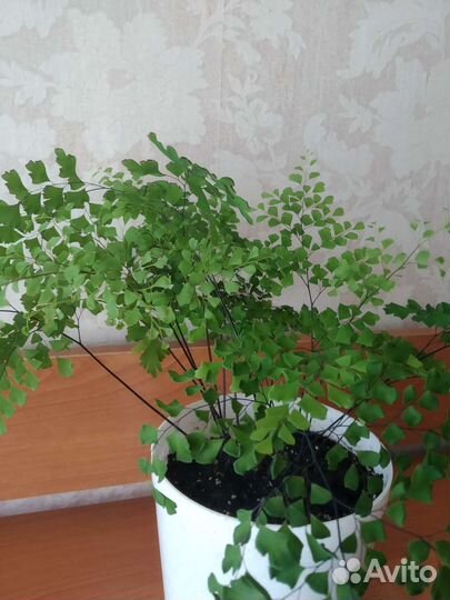 Адиантум венерин волос