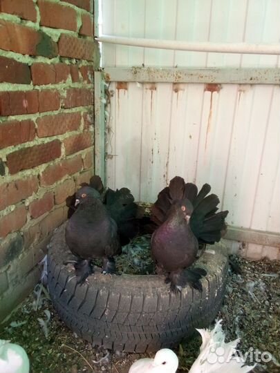 Голуби породы павлин