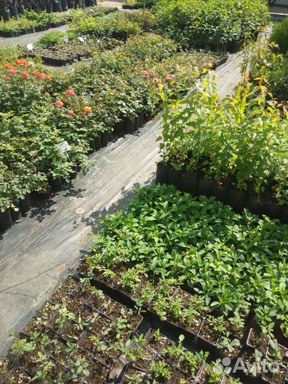 Растения, Саженцы, Цветы, Кустарники, Многолетники