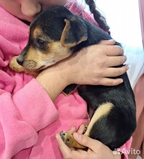 Собака в добрые руки отдам бесплатно