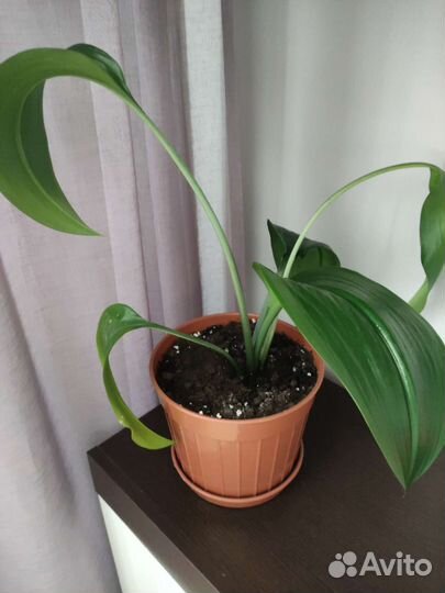 Эухарис амазонская лилия