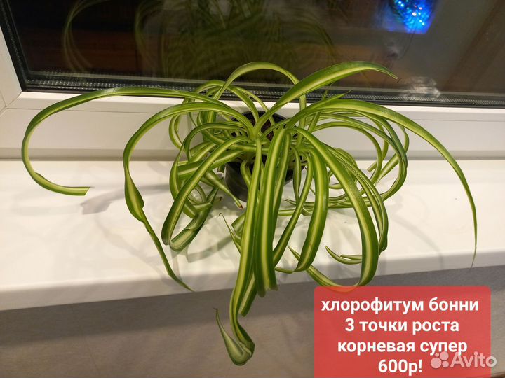 Спатифиллум крупнолистный.и др цветы для квартиры