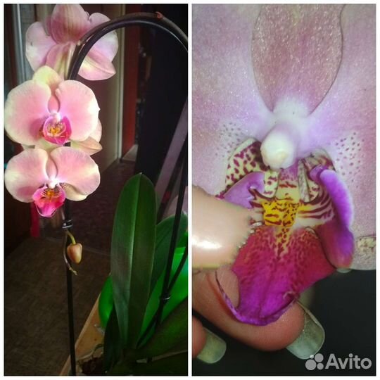 Орхидеи фаленопсис