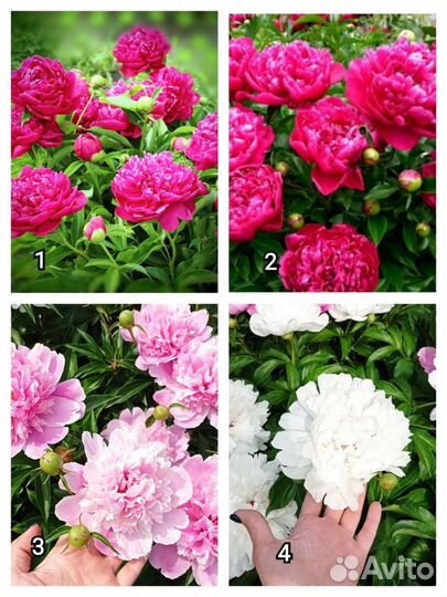 Цветы и растения: лилии, подснежники