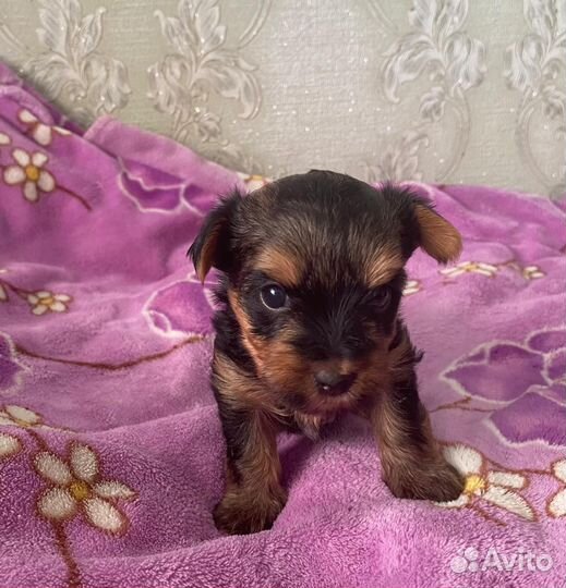 Продаются щенки йоркширского терьера