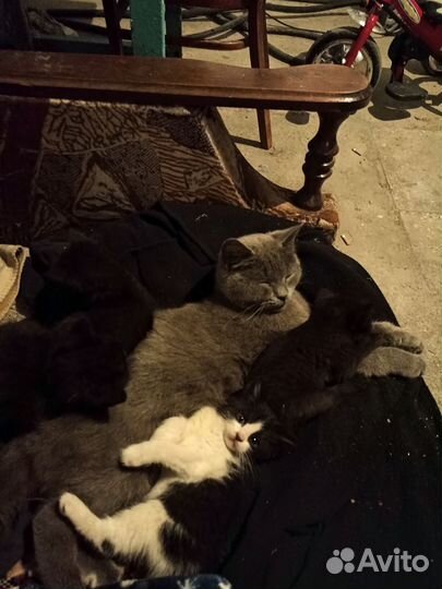Котята в добрые руки