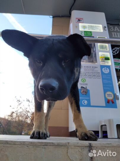 Передержка Черёмушки собаки кошки и любые другие