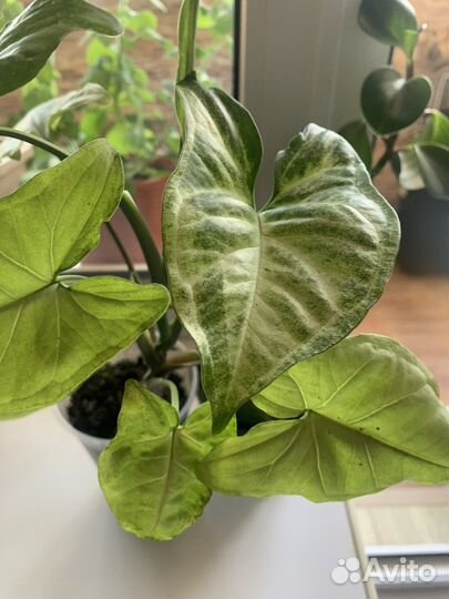 Сингониум и пеперомия