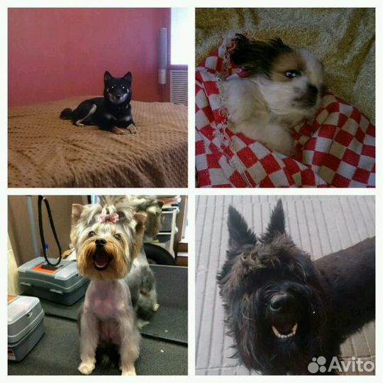 Передержка (зоогостиница) для собак, кошек, и тд