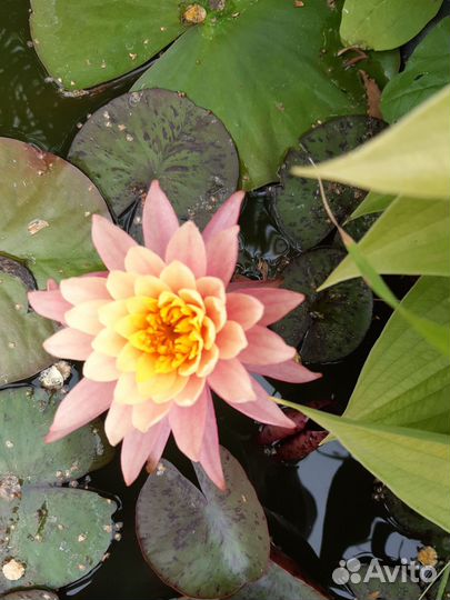 Нимфеи (кувшинки, водные лилии)