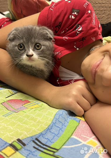 Котенок под елочку