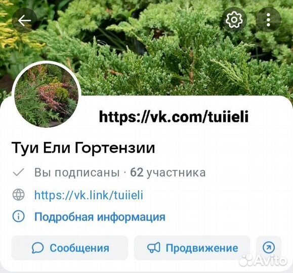 Гортензия метельчатая