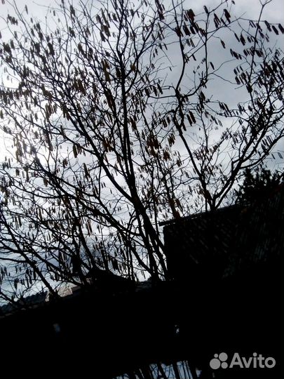 Саженцы ореха фундук,крыжовник