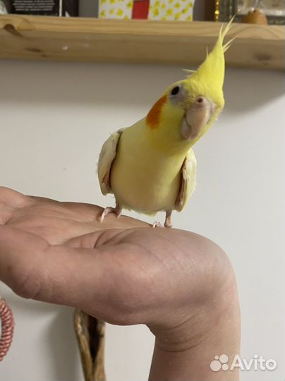 Попугай корелла девочка