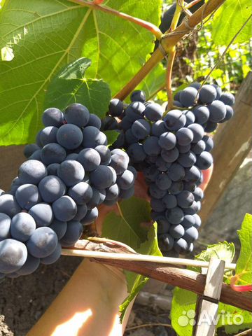 Саженцы винограда 2-ух летки