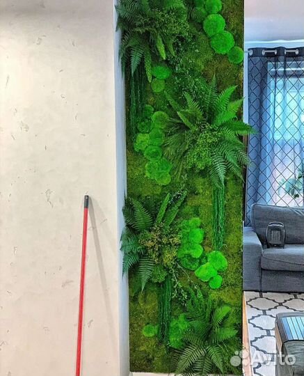 Фитостена мох стабилизированный