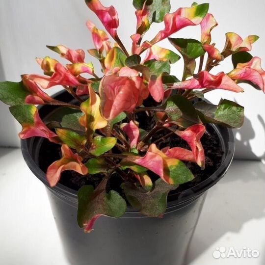 Комнатные растения Альтернатера