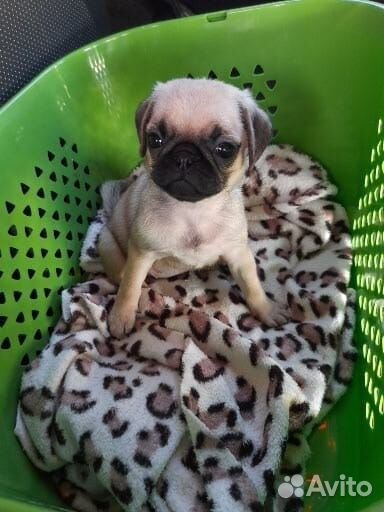 Щенки мопса