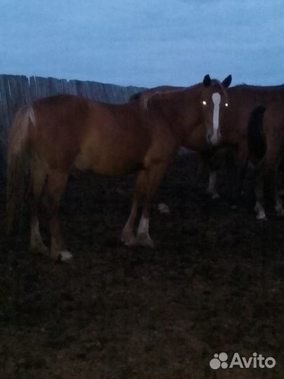 Кобыла, жеребчик