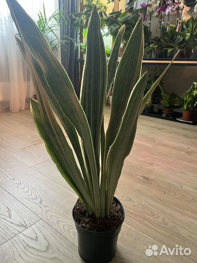 Сансивиерия трансфациата металика 17/70