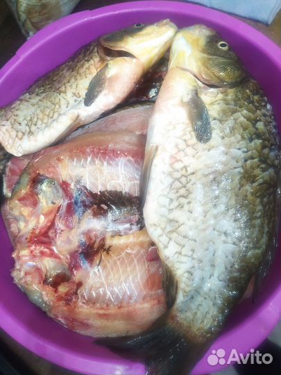 Чищеный карась