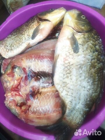 Чищеный карась